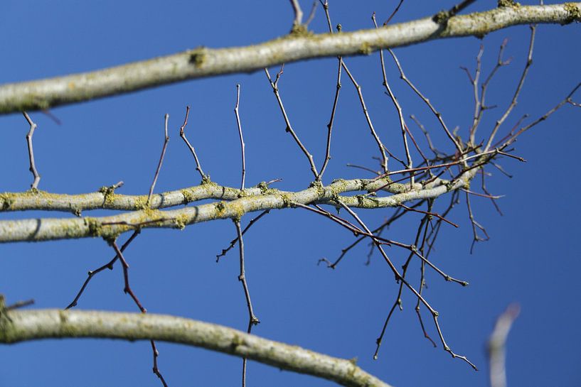 Wintertak onder de blauwe lucht by Raymond Zonneveld