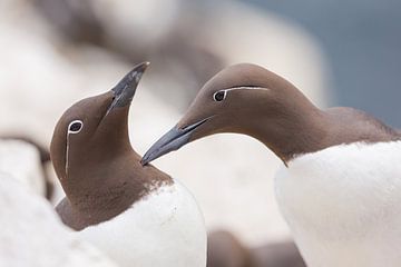 Vögel - Trottellummen bei der Balz auf den Farne-Inseln von Servan Ott