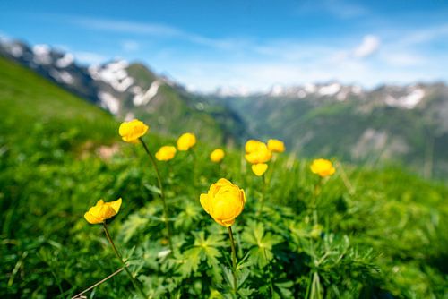 Trollenbloemen in de Allgäuer Alpen