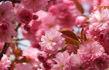 Blossom