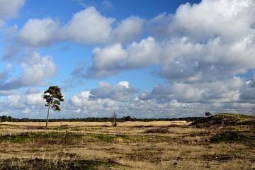 Ein Sanddrift in der Sonne von Gerard de Zwaan