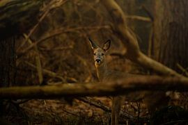 Ree portret van Marcel Jagt