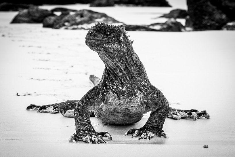 Koning van het strand par Niels van Fessem