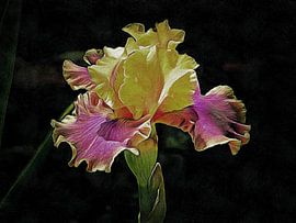 Colette Thurillet Bärtige Schwertlilie von Dorothy Berry-Lound