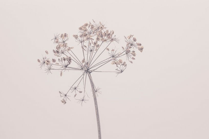 Beauty of Nature 5 by Andrea Haase
