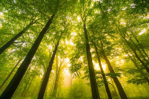 Sfeervol bos in de herfst met mist in de lucht