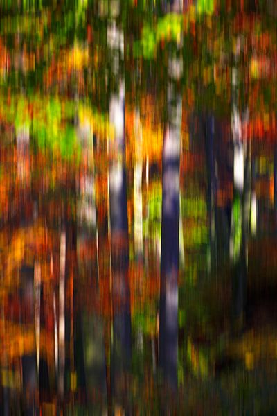 La forêt automnale par Thomas Jäger