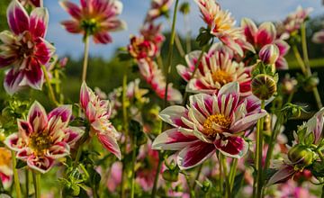 L'amour du dahlia sur Nadia Keesman-Founassi