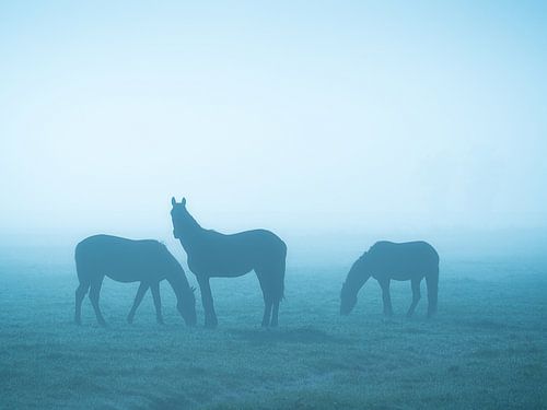 Paarden in de mist (blauw)