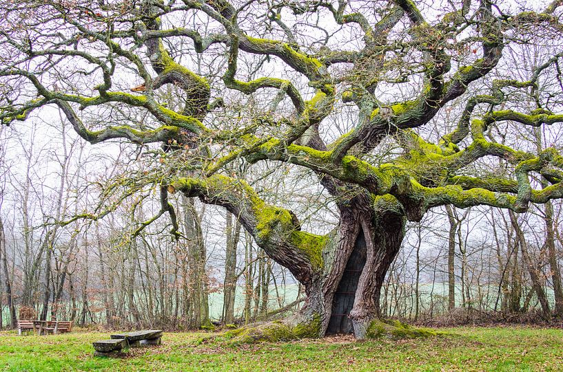 Glimmend mos op de oude eik van Jürgen Schmittdiel Photography