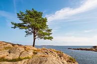 Landscape with tree in Bøkeskogen nature reserve in Norway by Rico Ködder thumbnail
