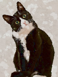 Katze verwirren von TOAN TRAN