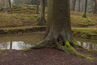 Bomen 
