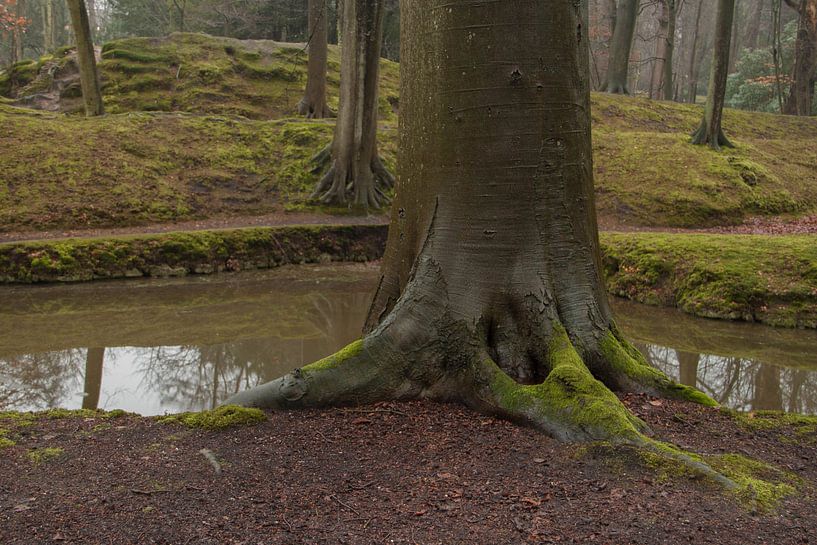 Bomen  par PPS Fotografie