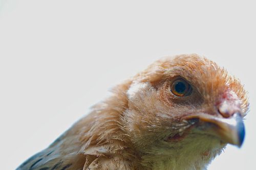 Koekoek jonge Brahma kuiken