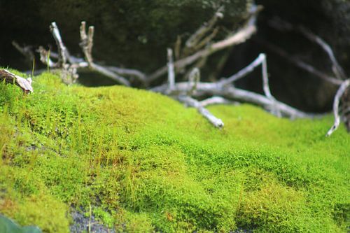 Moos von Patrick van beek76