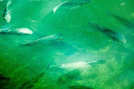 biotope sur fantasina