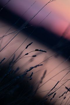 Riet in roze/paars