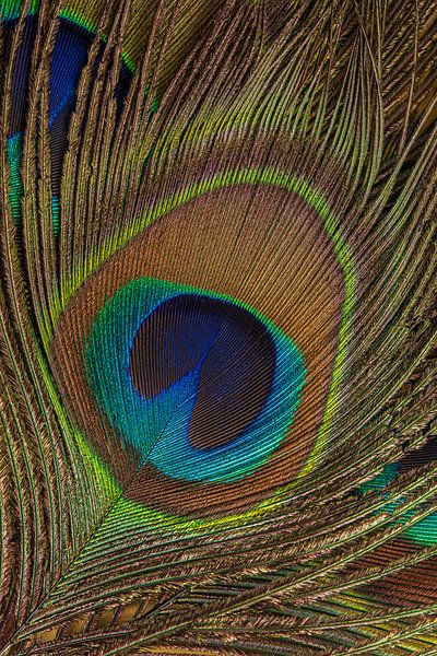 Peacock feather on top of pile of peacock feathers vertical by Marjolijn van den Berg