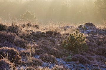 Sonnenstrahlen auf dem gefrorenen Moor von peterheinspictures