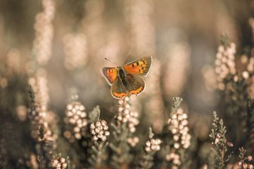 Vuurvlinder op de heide opwarmen in de zon van KB Design & Photography (Karen Brouwer)