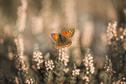 Butterfly on the heathland warming up in the sun