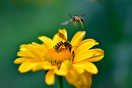 Wasps approaching a yellow sunflower by Naturfotograf in Ostfriesland