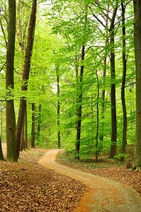 Forêt de hêtres au printemps