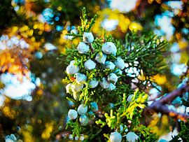 uniper Beeren im Sonnenlicht
