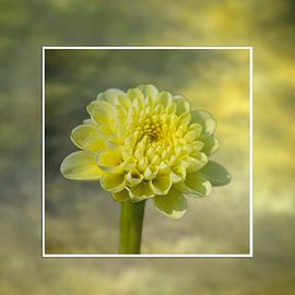 Gelbe Dalie im Rahmen