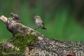 Hübscher kleiner Vogel im Wald