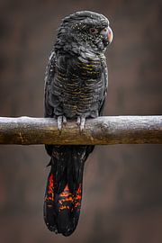 Red-tailed cockatoo
