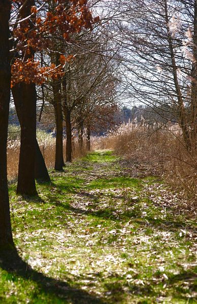 Chemin de randonnée par Thomas Jäger
