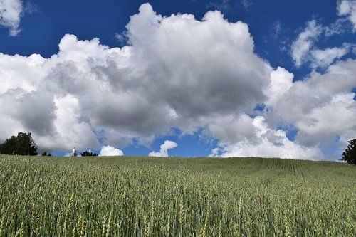 Een haverveld in de zomer