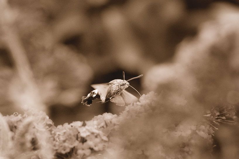 Hummingbird butterfly gold/brown by WeVaFotografie