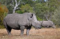 Rhinos in South Africa van W. Woyke thumbnail