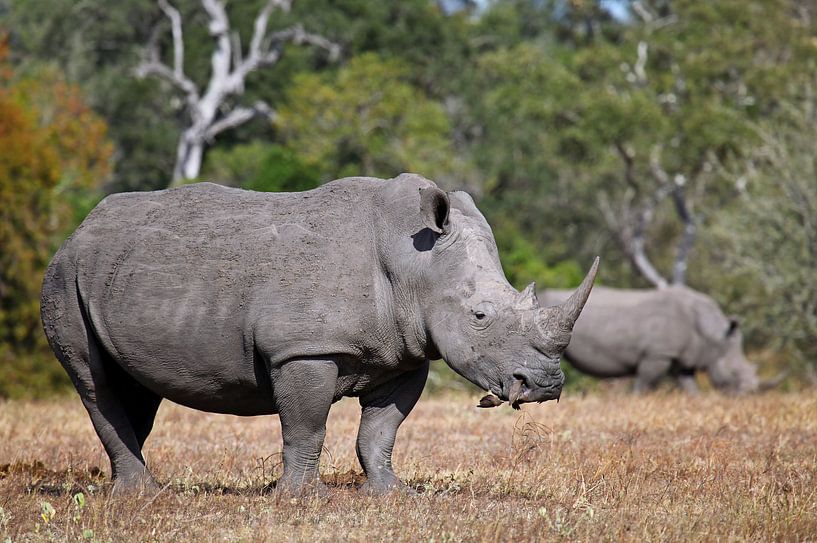 Rhinos in South Africa van W. Woyke