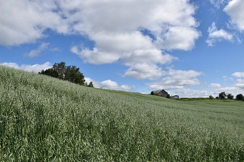 Een haverfield in de zomer