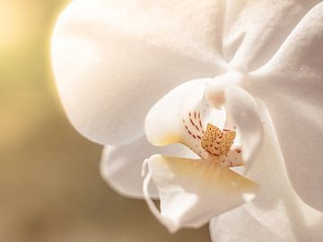 Fleur Orchidée Blanc Jaune Gros plan macro sur Art By Dominic