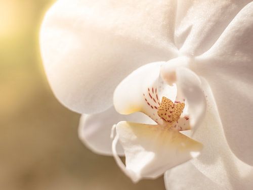 Flower Orchid White Yellow Close-up Macro by Art By Dominic