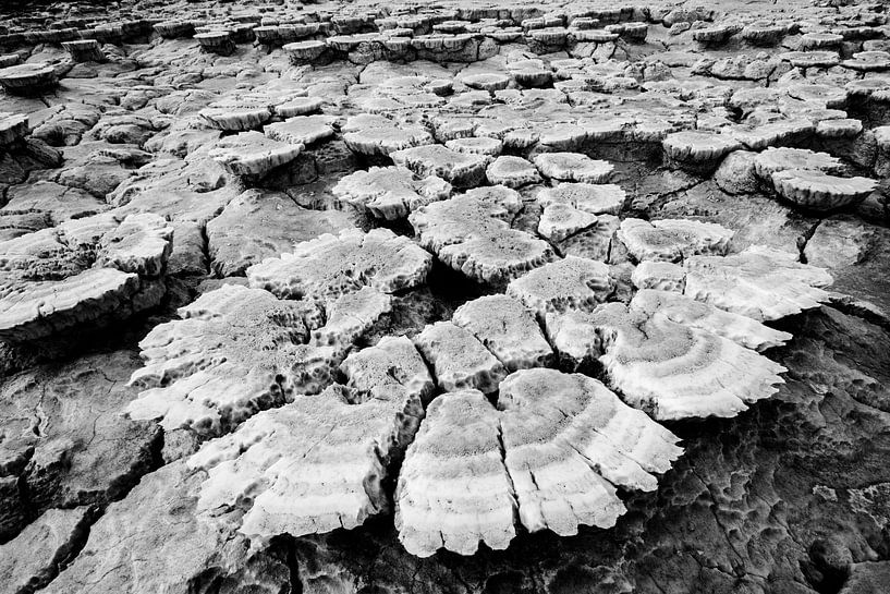 Paddenstoelen van zout in de woestijn | Ethiopië van Photolovers reisfotografie