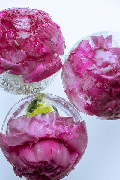 Blossoms of the red carnation in crystal clear ice by Marc Heiligenstein
