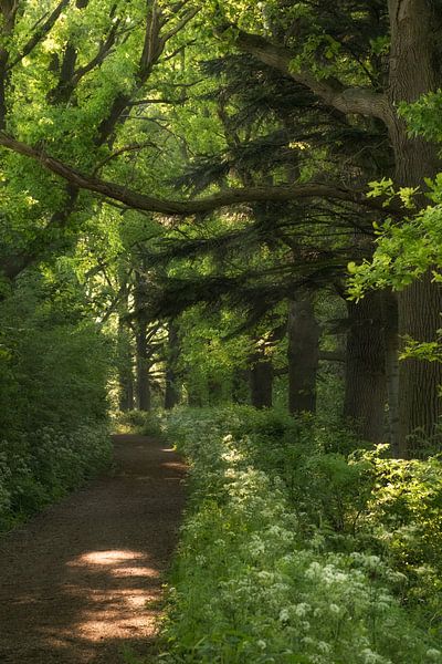 Footpath by Moetwil en van Dijk - Fotografie