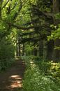 Footpath by Moetwil en van Dijk - Fotografie thumbnail