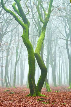 Dansende bomen in het Elspeetse Bos van Jenco van Zalk