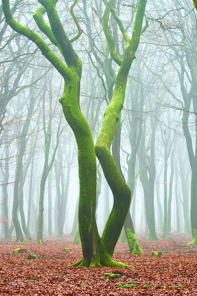 Tanzende Bäume in der Elspeetse Bos von Jenco van Zalk