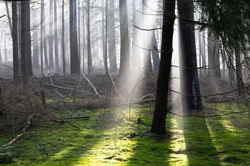 Le soleil illumine les bois de Zeister ! sur Peter Haastrecht, van