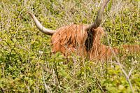 Scottish Highlander