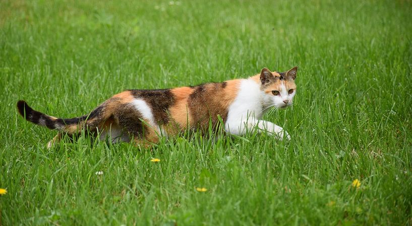 A lurking cat by Claude Laprise