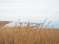 Seven Sisters Cliffs in England durch Dünengras gesehen - Natur- und Reisefotografie